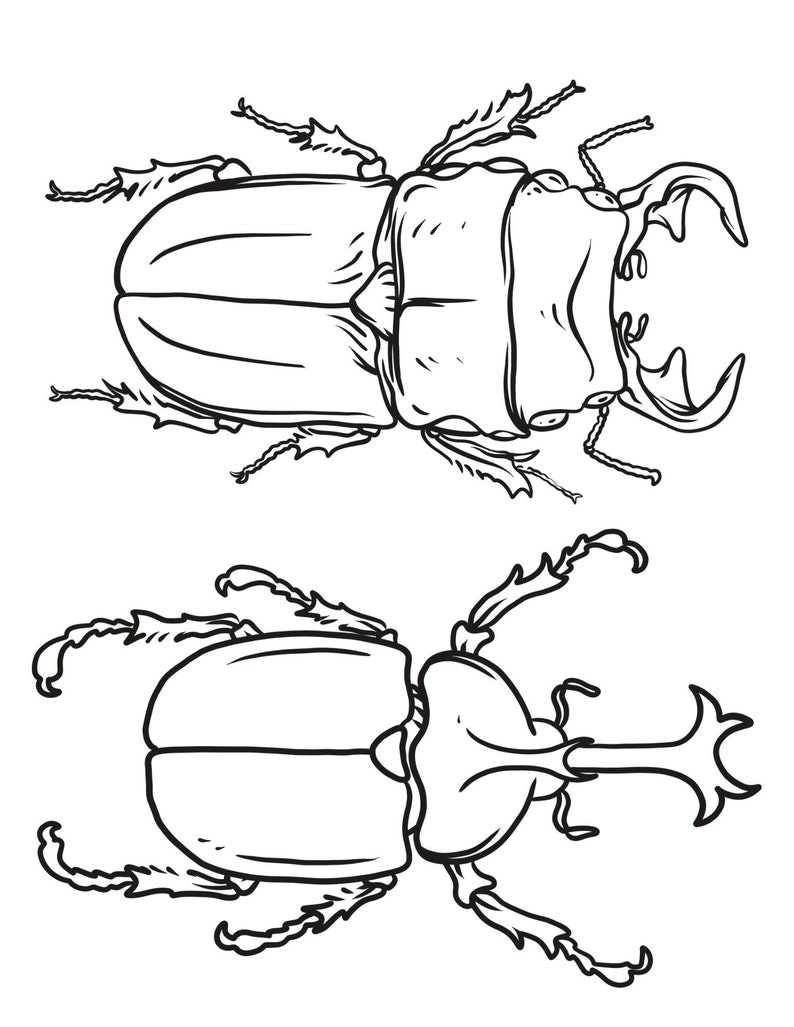 May include: A black and white line drawing of two beetles. The beetles are drawn from a top-down perspective. The beetles have long, spiky legs and antennae.