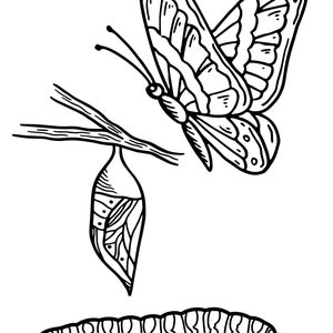 May include: A black and white line drawing of a butterfly emerging from a chrysalis. A caterpillar is also shown below the chrysalis.