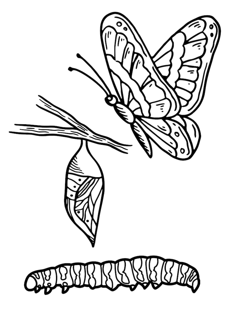 May include: A black and white line drawing of a butterfly emerging from a chrysalis. A caterpillar is also shown below the chrysalis.