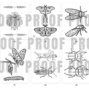 May include: Black and white line drawings of various insects, including a spider, butterfly, moth, dragonfly, grasshopper, cicada, centipede, beetle, and ant. The drawings are numbered 11 through 20.