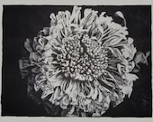 Chrysanthymum lithografie - 
