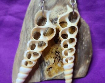 Brown Turritella center cut earrings