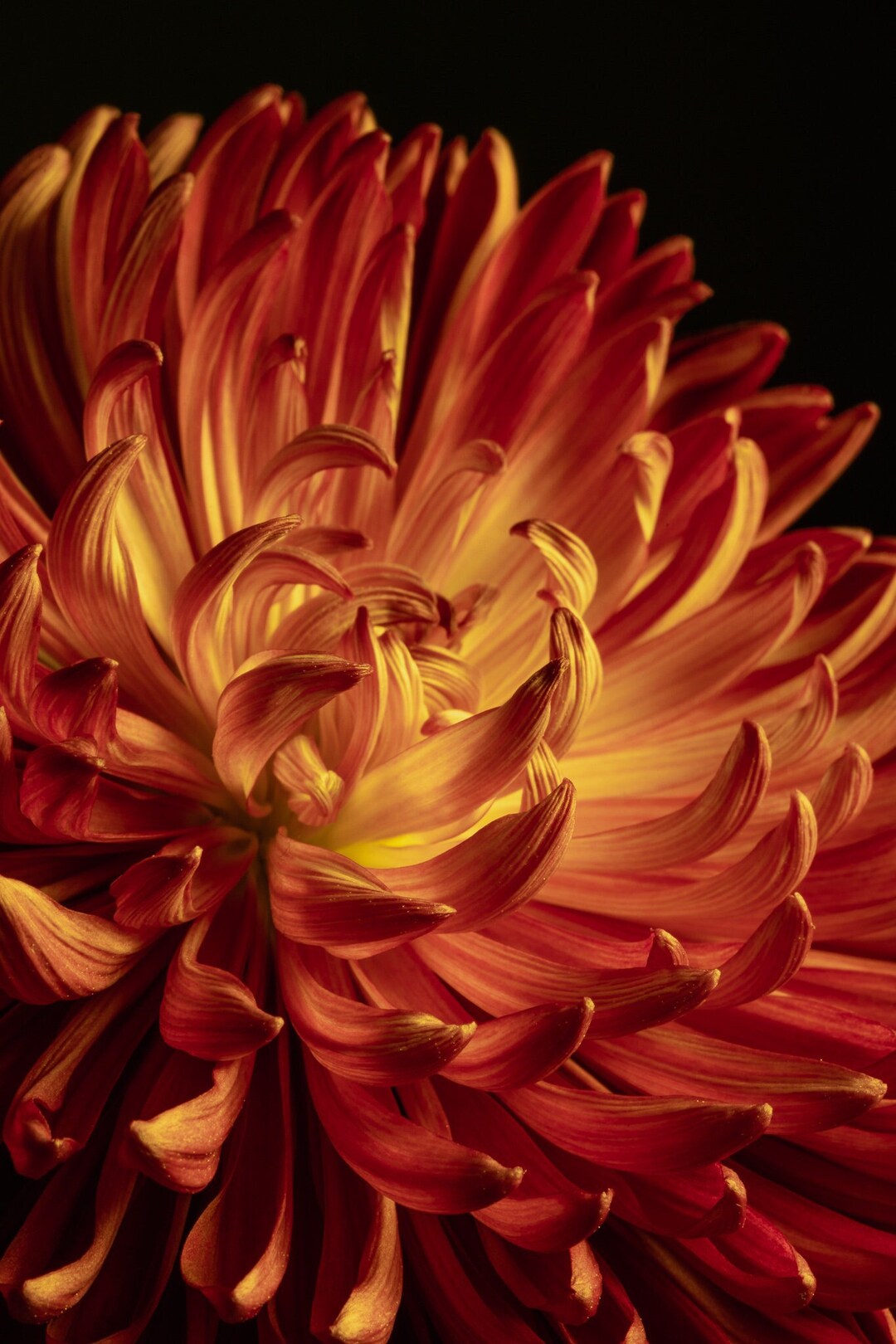 Flower Photo, Floral Print, Wall Art, Canvas, Decor, Dahlia, Photograph