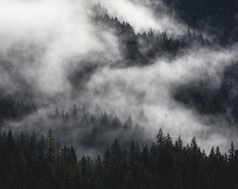 May include: A misty forest scene with tall, dark trees silhouetted against a thick layer of fog. The fog creates a sense of mystery and depth, with the trees appearing to disappear into the white haze.