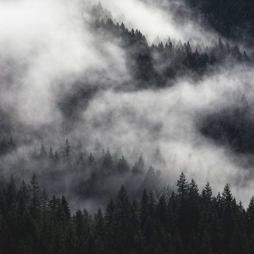 Oregon Photography Forest Photo Mt Hood Photograph Print Etsy