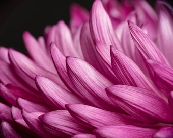 Flower Photo, Floral Print, Wall Art, Canvas, Decor, Dahlia, Photograph, Summer, Spring, Bloom, Colorful, Pink