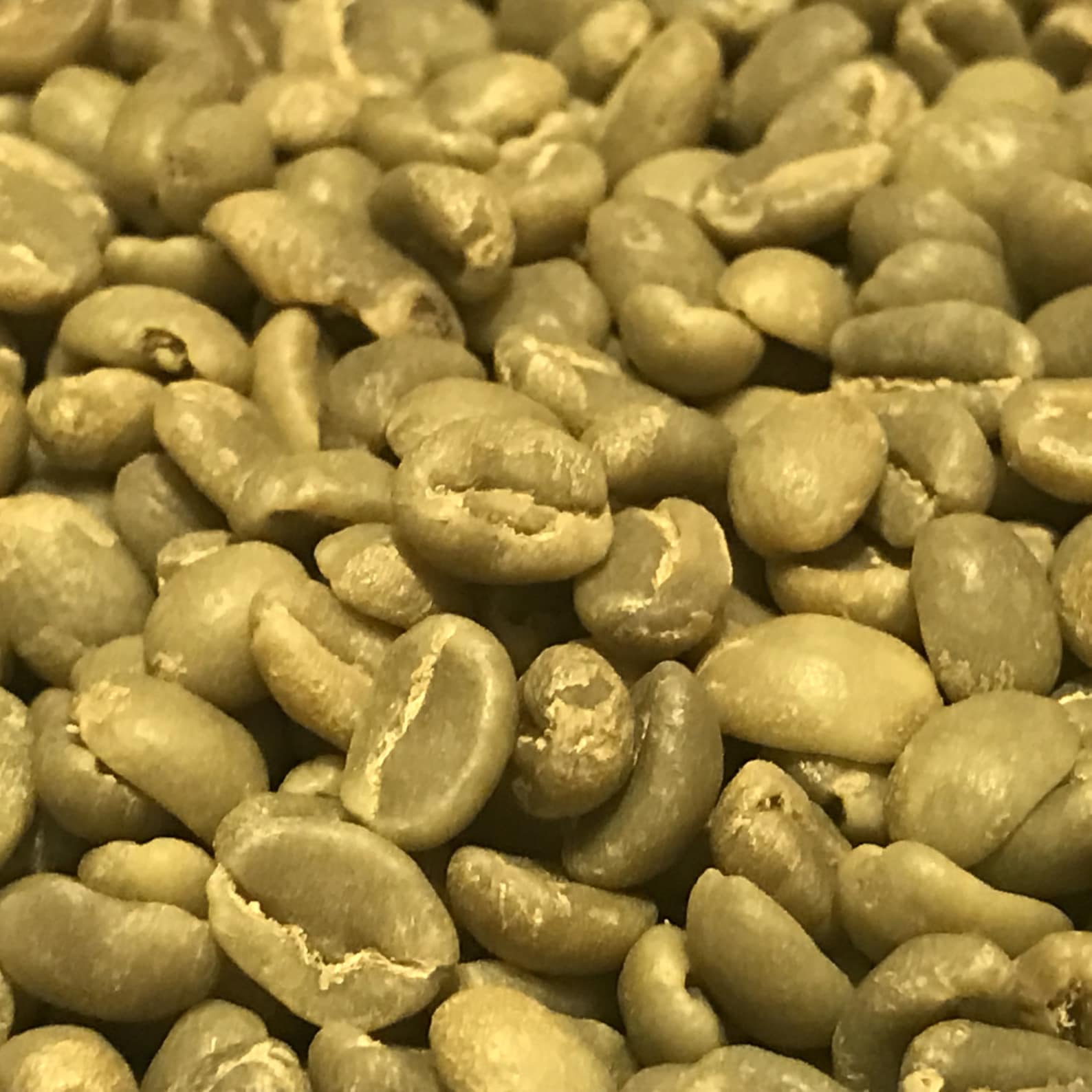 Green coffee beans 10 pounds Ethiopia Yirgacheffe Washed Etsy