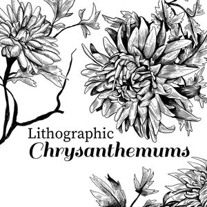 Ink Drawing Marigold Marigold Clipart Black And White Etsy