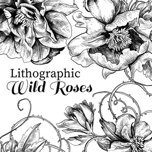 Ink Drawing Marigold Marigold Clipart Black And White Etsy