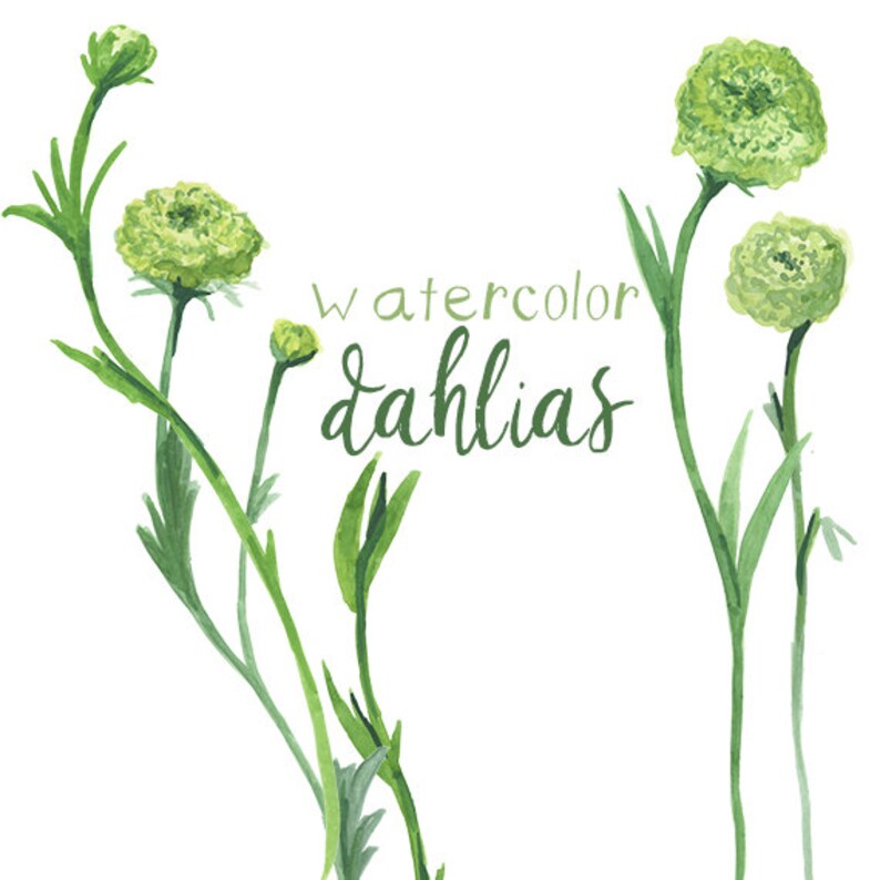 Watercolor Floral Dahlias Clipart INSTANT download Digital Clip Art Flower Clipart Flowers Watercolor Dahlia Floral