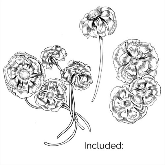 Ink Drawing Marigold Marigold Clipart Black And White Etsy