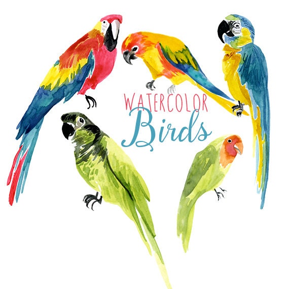 Watercolor Tropical Birds Parrot Clip Art Bird Clipart | Etsy