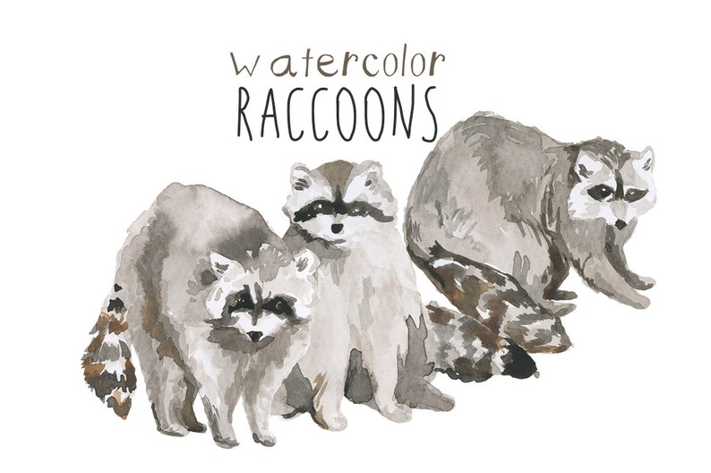 Watercolor Painted Raccoons Clipart Raccoon Commercial use digital scrapbooking Hipster Clip Art instant download