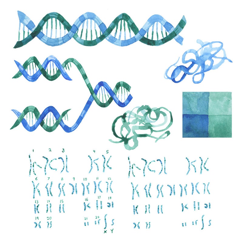 RNA Illustrations Science watercolor art Watercolor DNA clip art Chromosones art DNA Genetics artwork Watercolor Science Artwork