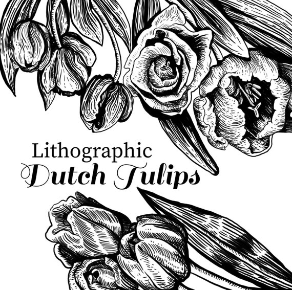 Dutch Tulip Drawing Clipart