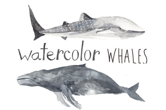 Whatercolor Wal Clipart Undersea nautische Wal ClipArt Blauwal Beluga Wal Killerwal Pottwal Humpback Whale Whale Print Kunst Whatercolor Wal Clipart Undersea nautische Wal ClipArt Blauwal Beluga Wal Killerwal Pottwal Humpback Whale Whale Print Kunst
