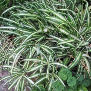 3 Spider Plant Babies Live with Roots - Ready to Plant - Variegated Variety - Cut to Order - Babies need a good home!