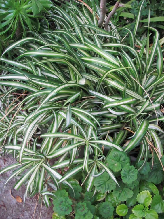 snake plant pics Snake Plant