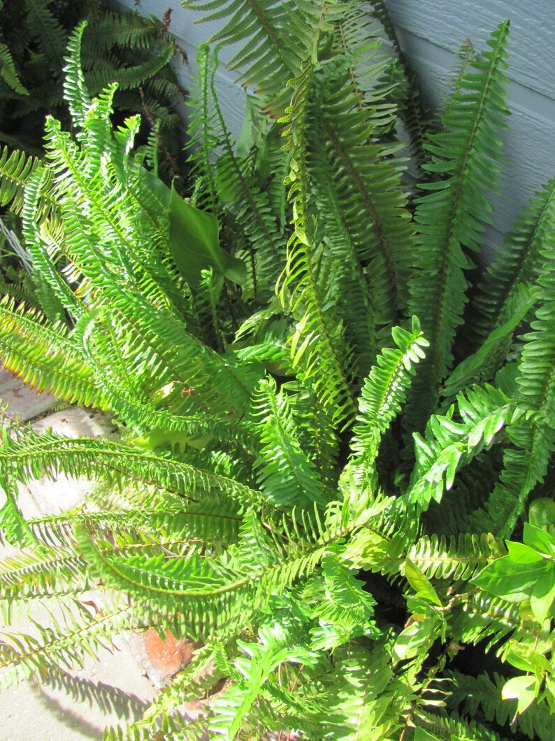 3 Sword Fern Boston Fern Plant Babies With Roots Ready to