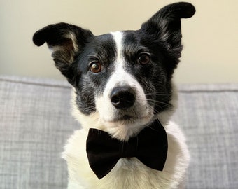 Black Dog Bow Tie / Plain Black Dog Bow Ties / Wedding Dog Bow Tie