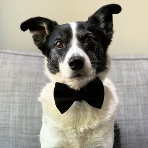 Bow tie dog collar hot sale etsy