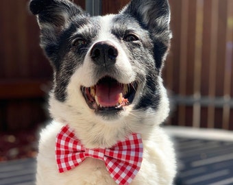 That's Amore Dog  Bowtie / Checkered Dog Bow Tie / Dog Bowties