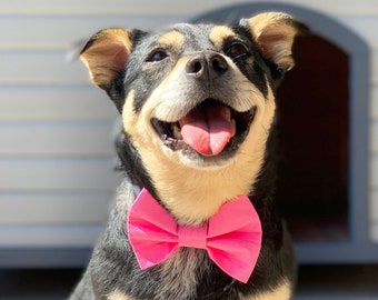 Pretty In Pink Dog Bowtie / Pink Dog Bow Ties / Dog Bowties