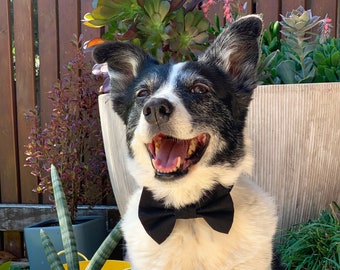 Black Dog Bow Tie / Plain Black Dog Bowtie / Dog Bow Ties