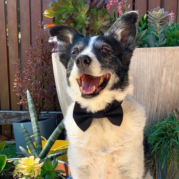 Black Dog Bow Tie / Plain Black Dog Bowtie / Dog Bow Ties