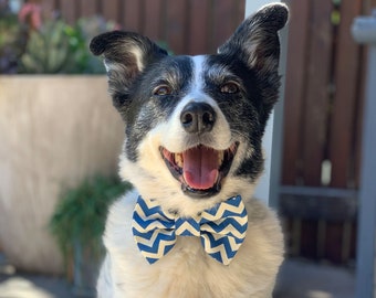 Ziggy Dog Bowtie / Blue Chevron Dog  Bow Tie / Dog Bowties