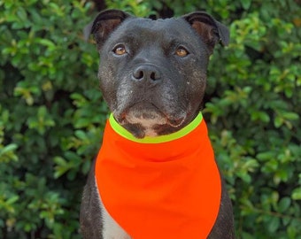 Hi-Vis Dog Bandana / Fluro Dog Bandana / Tradie Dog / Dog Bandanas