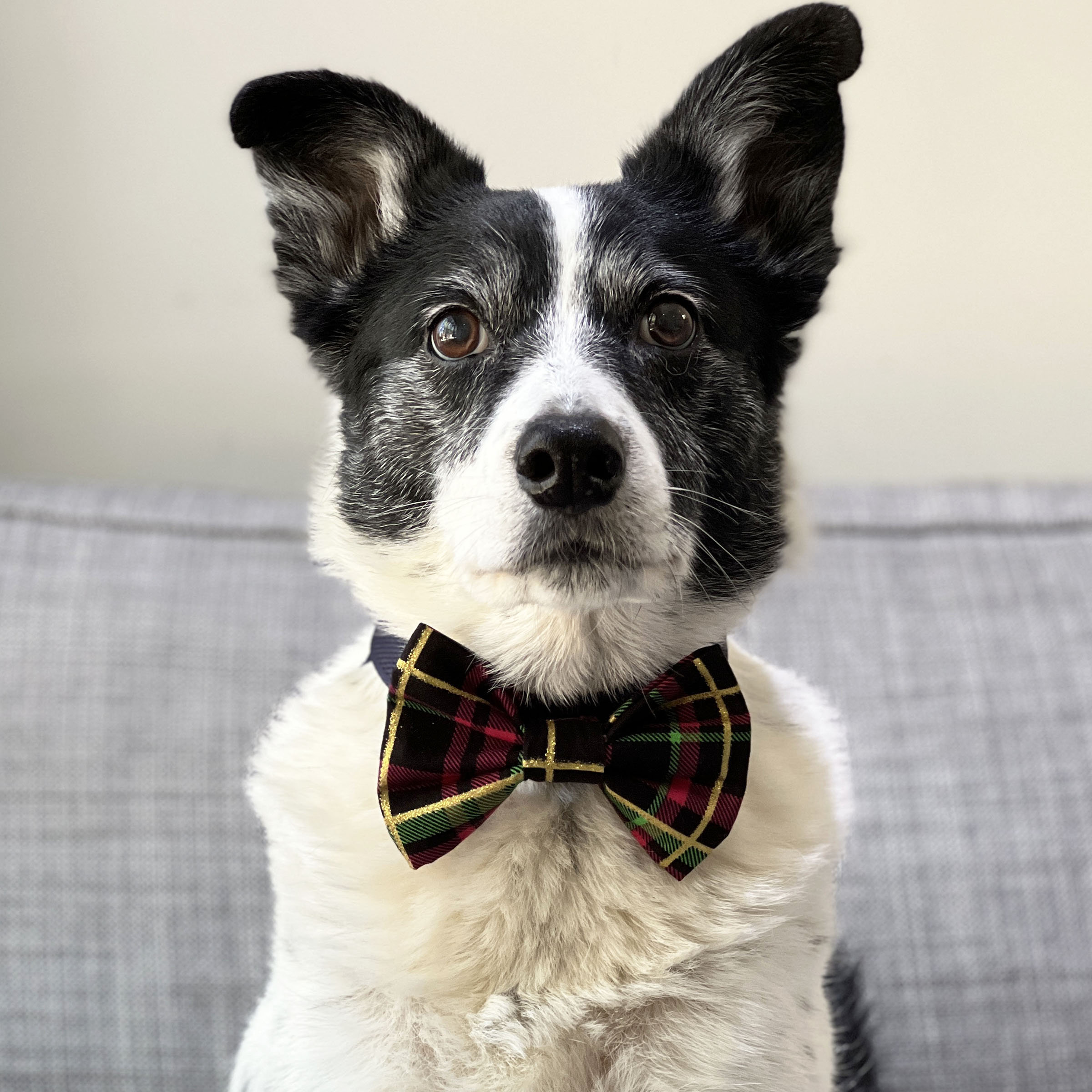 Tartan bow tie for cheap dogs