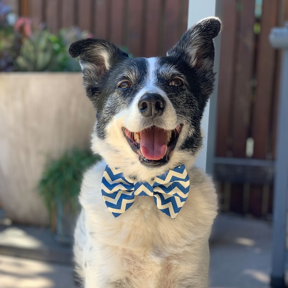 Ziggy Dog Bowtie Blue Chevron Dog Bow Tie Dog Bowties Etsy