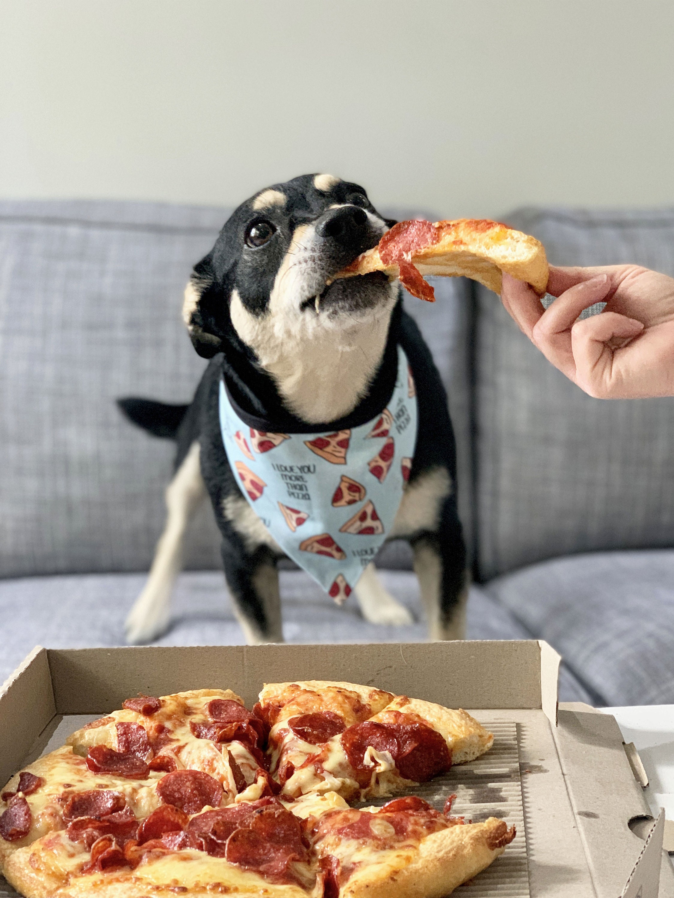 Can My Dog Have Pizza