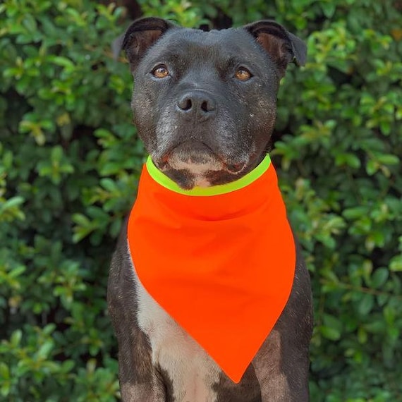 Hi vis Dog Bandana Fluro Dog Bandana Tradie Dog Dog Bandanas Etsy Canada