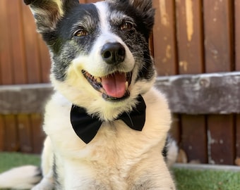 PET SHOW Fliegen & Halsbänder Für Hunde – 60 Stück, Verstellbar, Für Kleine Bis Große Hunde, Bunte Streifen & Muster