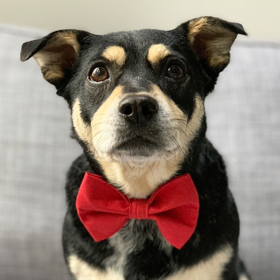 Rudolph Dog Bowtie Plain Red Dog Bowtie Christmas Dog Bowties
