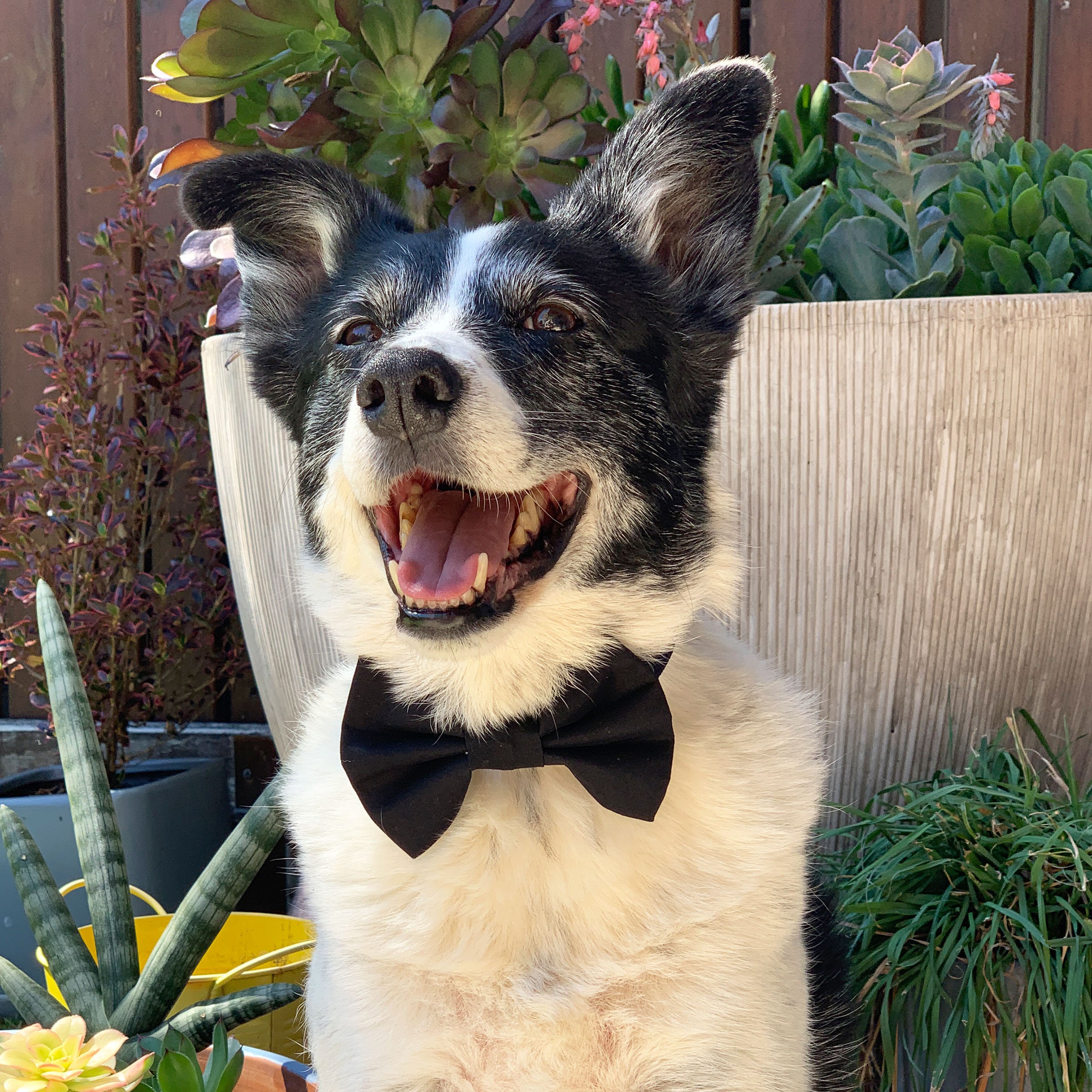 Black Dog Bow Tie Plain Black Dog Bow Ties Wedding Dog Bow Tie Etsy UK