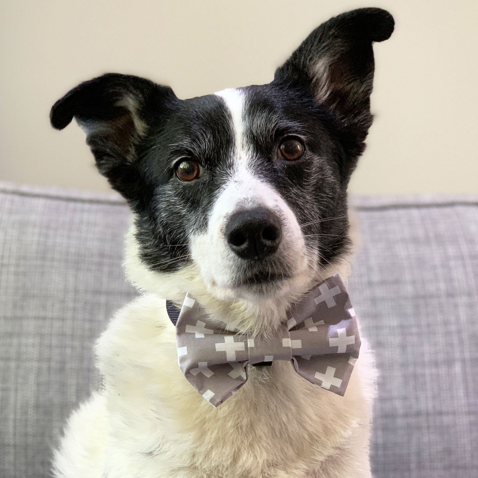 bow tie dog collar pattern