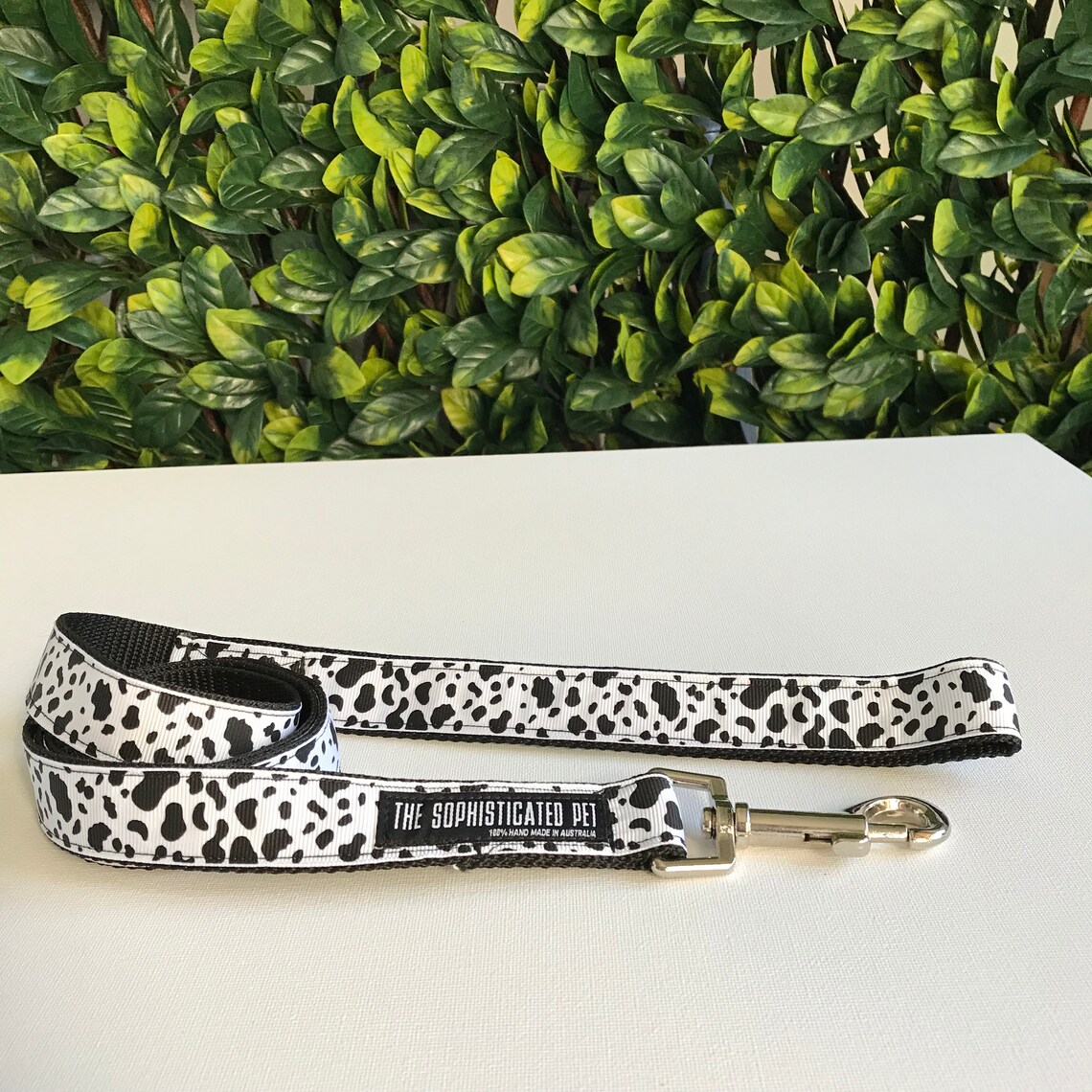 Cow Print Dog Collar / Dog Collars Australia Etsy