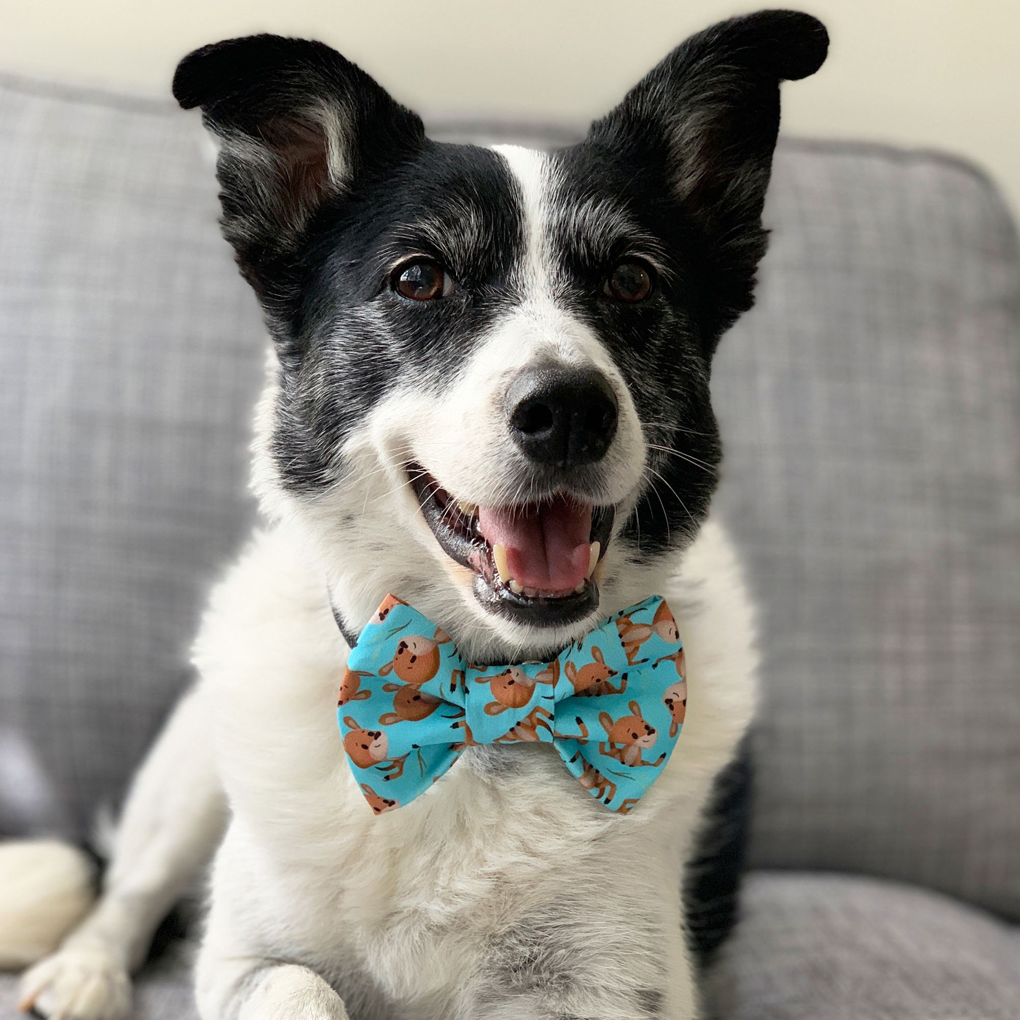 Känguru Hund Fliege / Aussie Hund Fliege Hundehalsband Etsy
