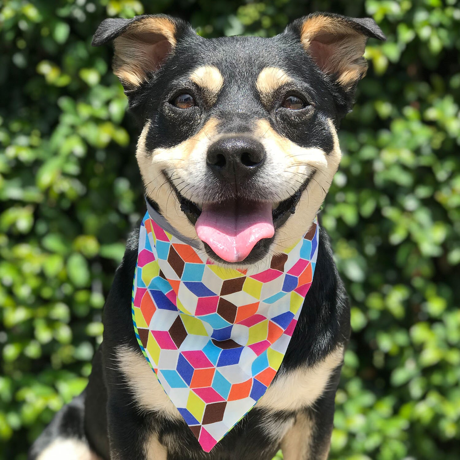 Kevin Hunde Bandana / Home Alone Hunde Bandana / Hunde Etsy
