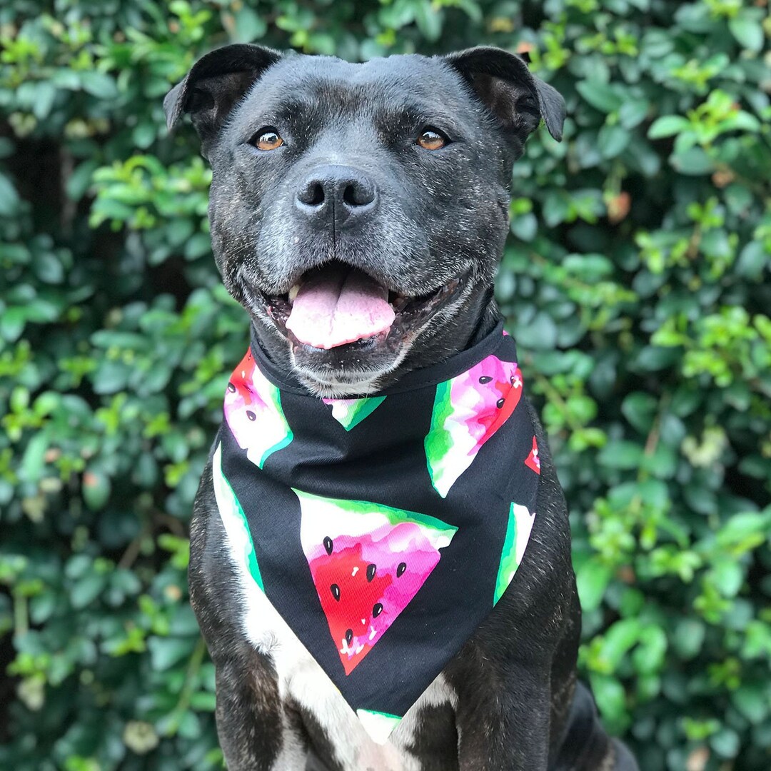 Melon Head Dog Bandana / Watermelon Dog Bandana / Summer Dog Bandana