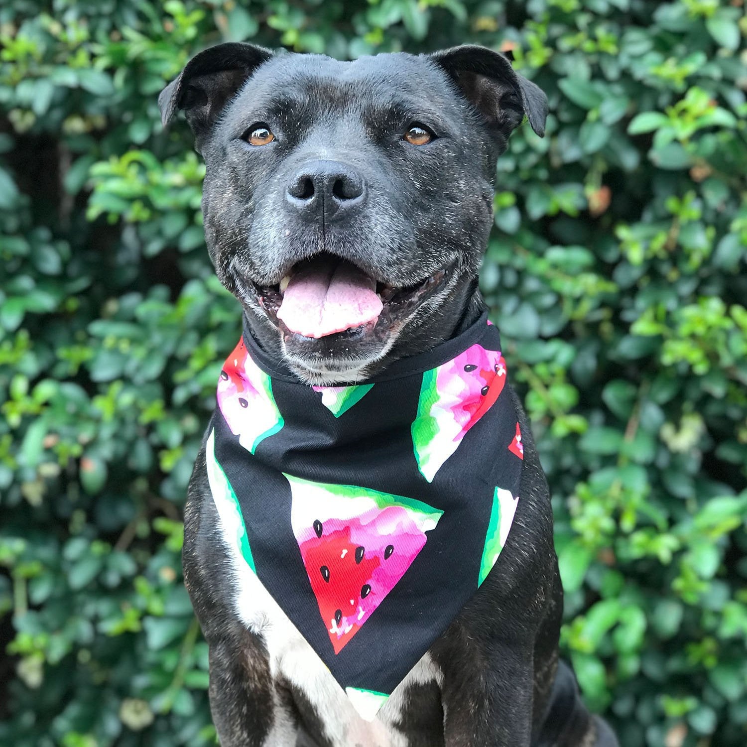 Melon Head Dog Bandana Watermelon Dog Bandana Summer Dog