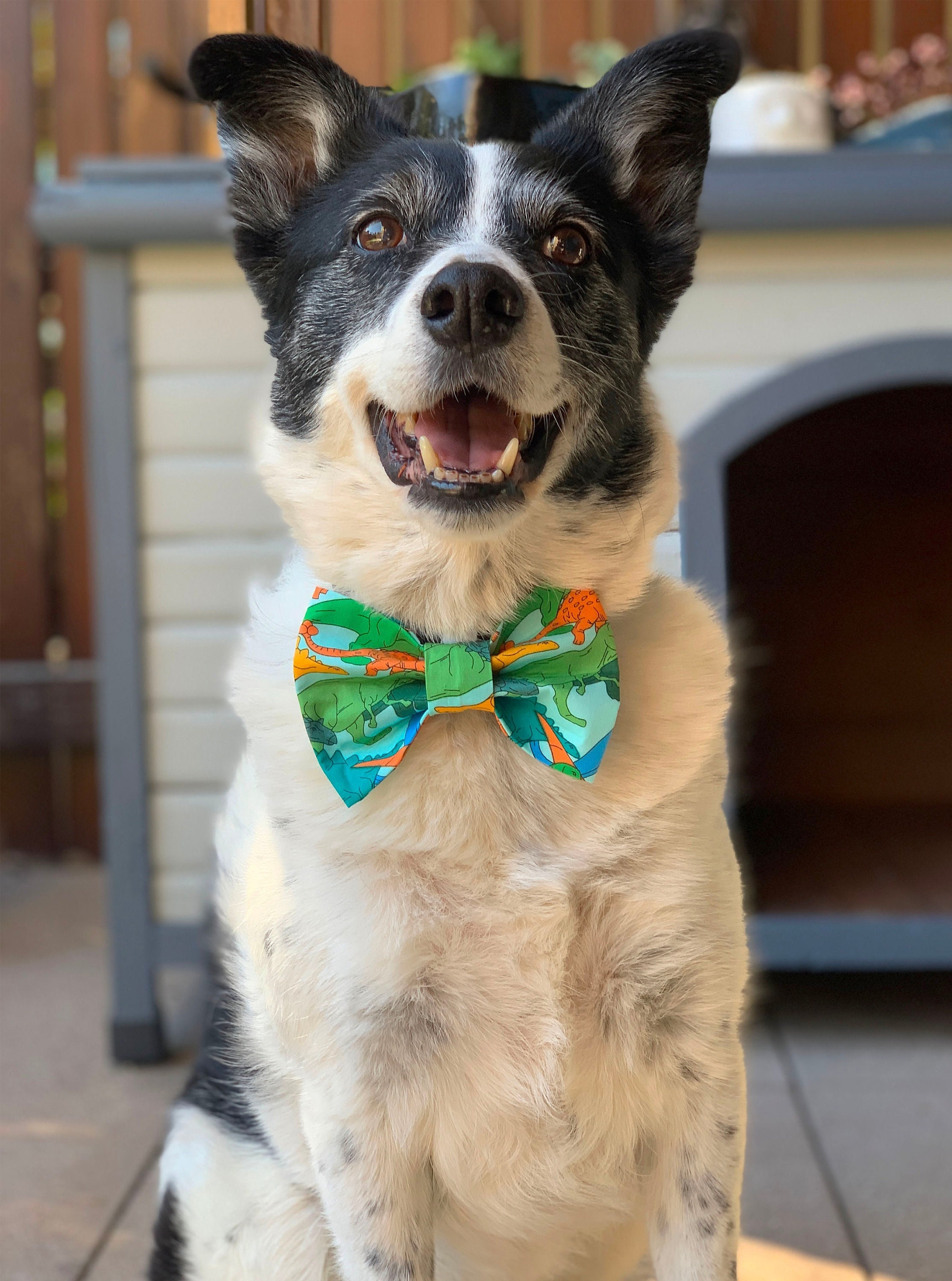 dinosaur bow tie dog collar