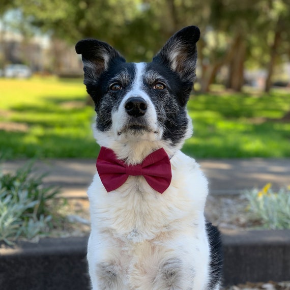 Burgundy dog bow tie 2025