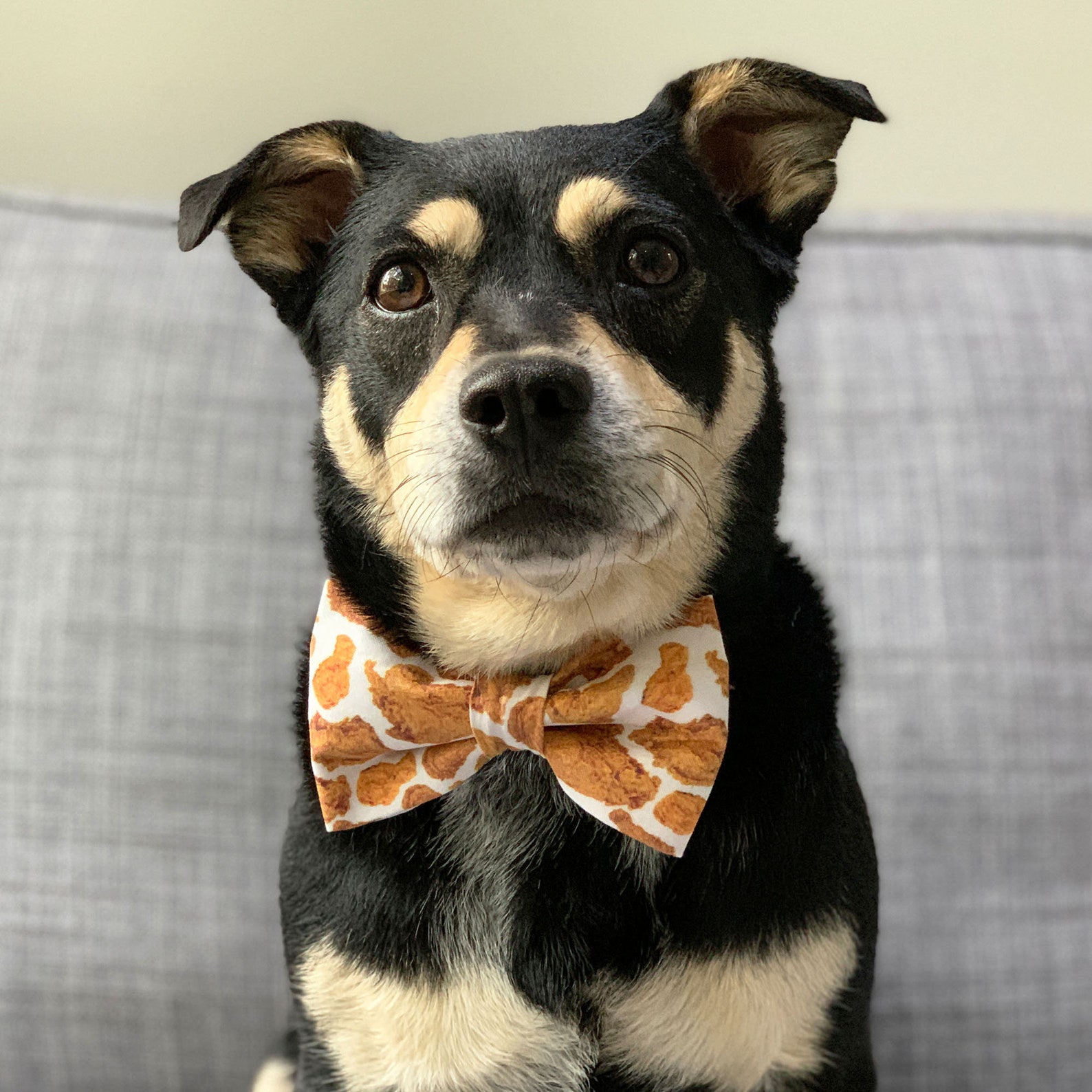 17+ Dog Bow Tie Ideas For Aussie Dogs