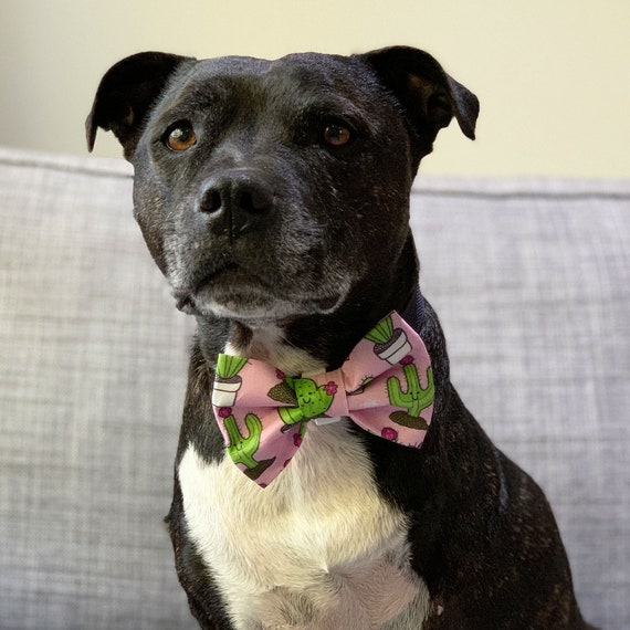 Prickle Party Dog Bowtie Cactus Dog Bowties Cacti Dog Bow Tie Etsy