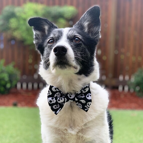 halloween dog bowtie