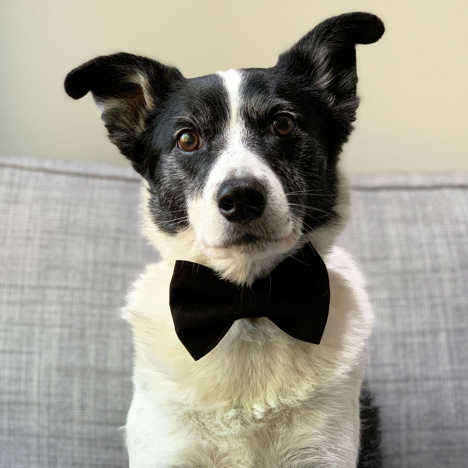 17+ Dog Bow Tie Ideas For Aussie Dogs